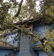 Emergency Tree Service High Point 1