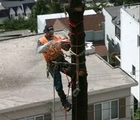 Residential Tree Services 1