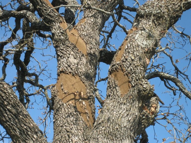 Sick-tree-High-Point-NC