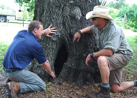 Tree -Treatment-High-Point-Nc