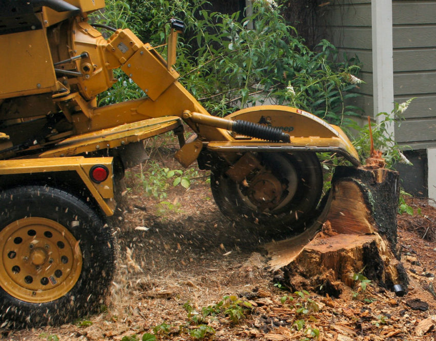 tree-stump-removal-hp