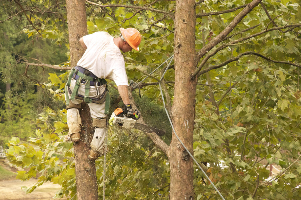 tree-trimming-high-point