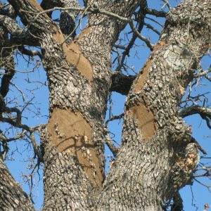 Sick-tree-High-Point-NC