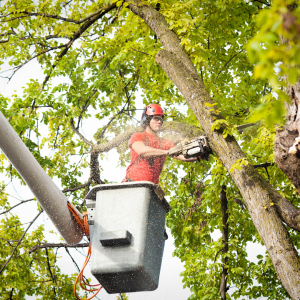 Tree Pruning Near ME