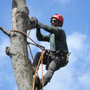 Tree-Removal