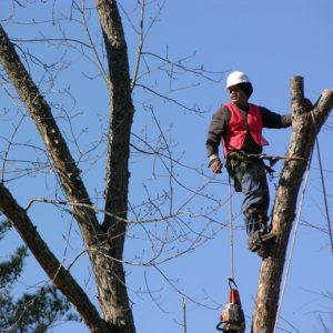 high-point-nc-tree-trimming-services