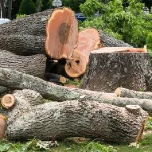 large-tree-removal-high-point-nc