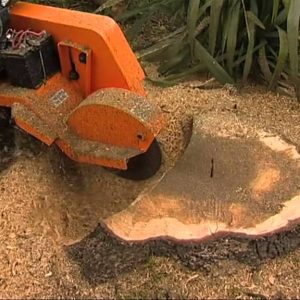 local-tree-stump-removal