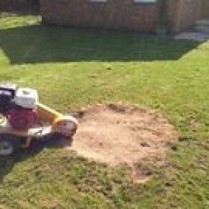 tree-services-stump-removal