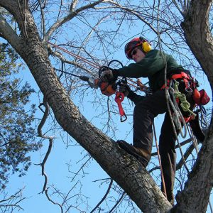 tree-services-tree-pruning