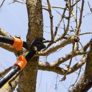 tree-trimming-high point-nc